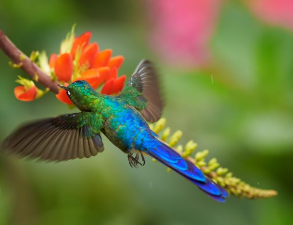 Monteverde Tour 2