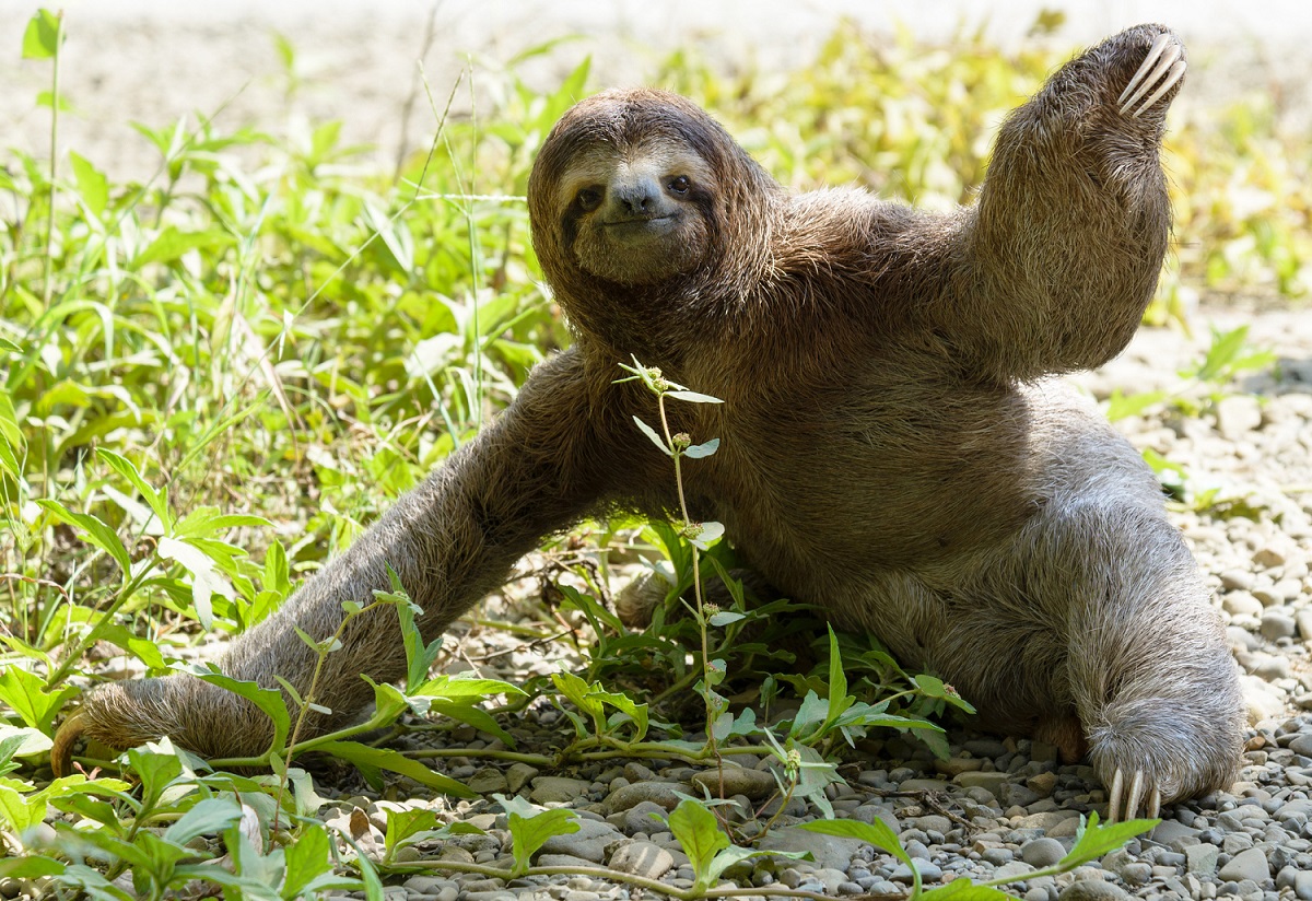 Discover the Sloths in Costa Rica