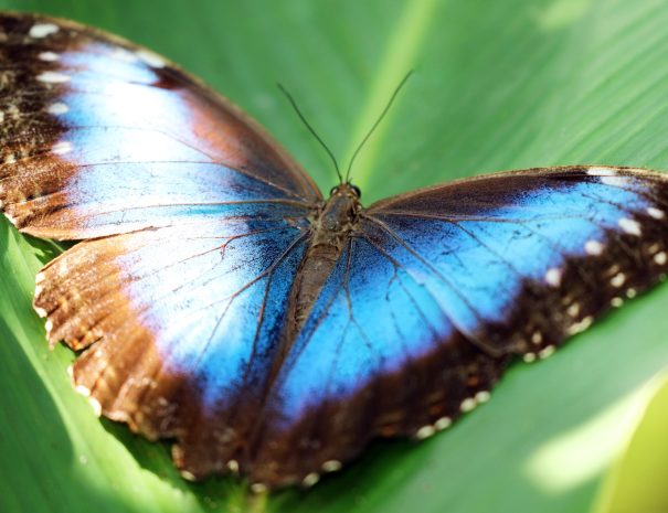 Blue Morpho Butterfly (Morpho peleides) on a green leaf, Costa Rica.