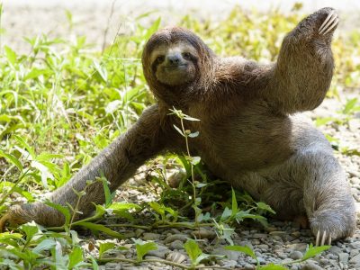Three-toed sloth sitting on ground